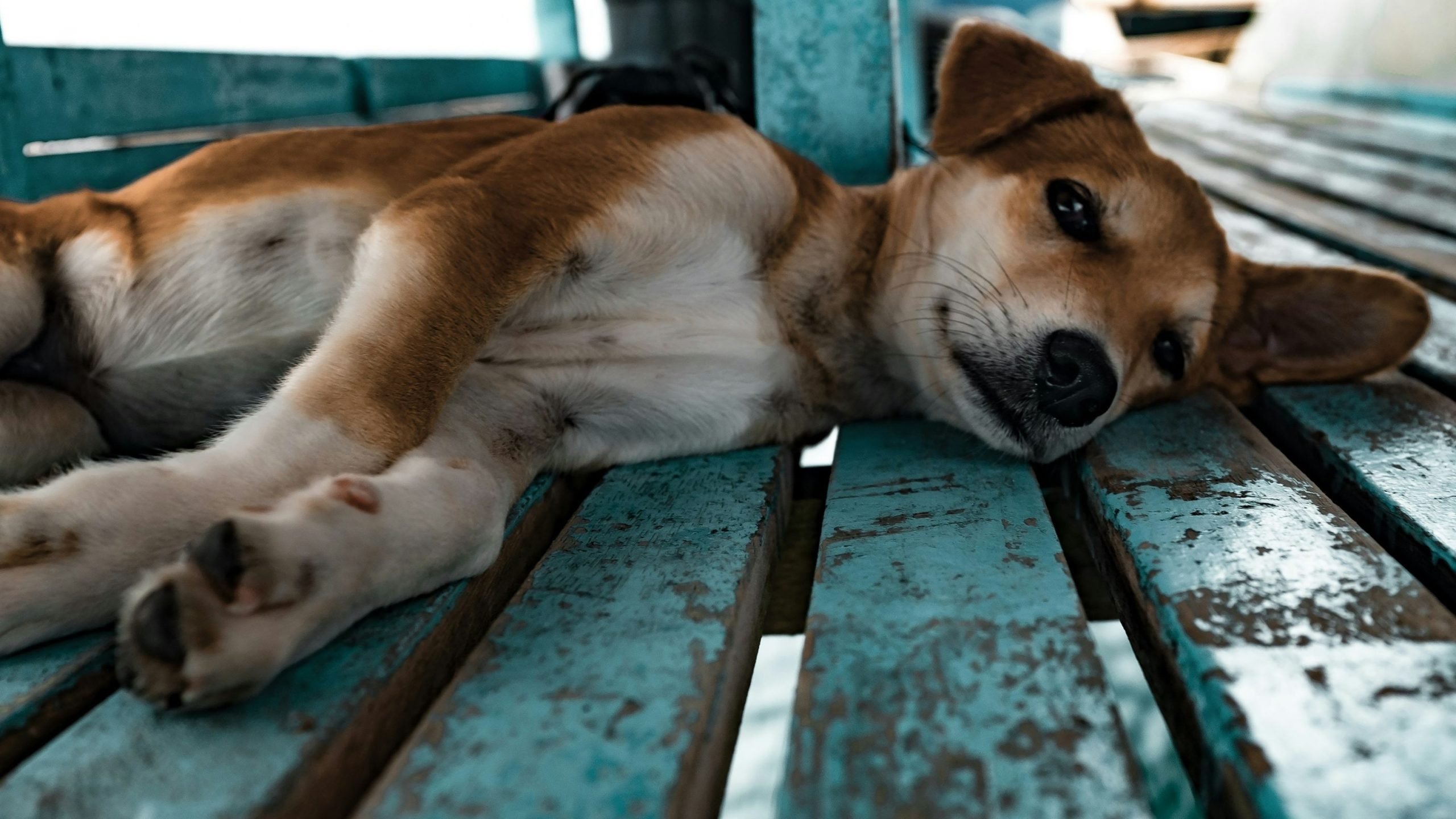 A brown and white dog lying on a weathered blue wooden bench.