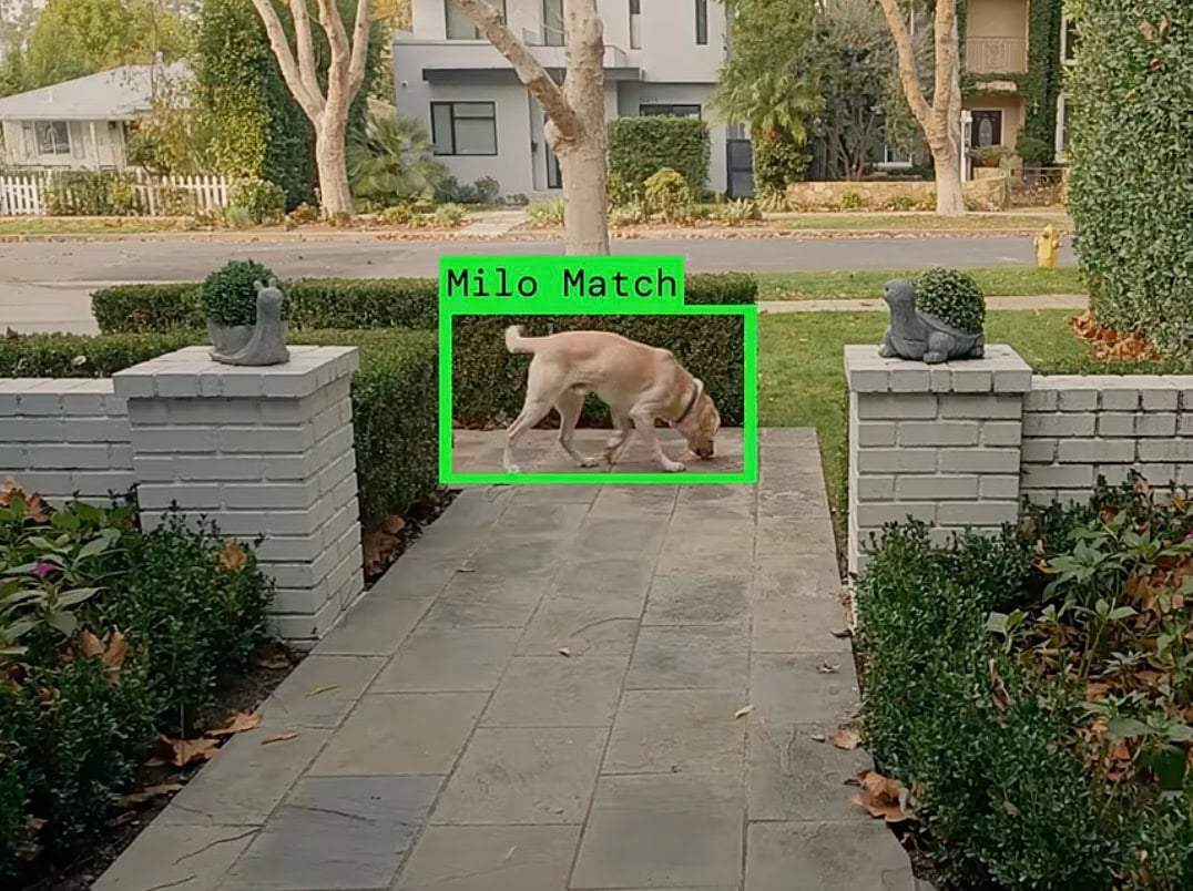 Yellow Labrador sniffing on a walkway, outlined by a green box labeled Milo Match, between white brick pillars.